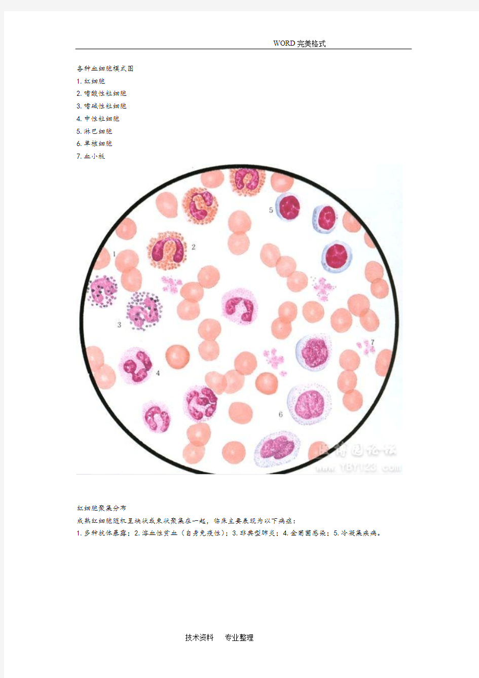 各种血细胞模式图