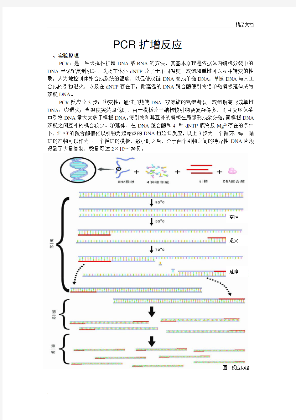 PCR扩增实验操作步骤