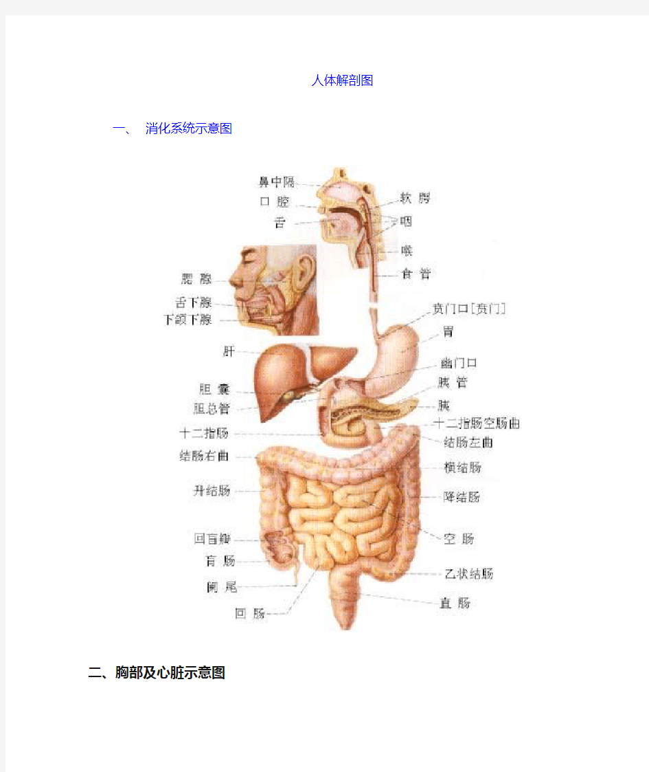 人体解剖及穴位图谱