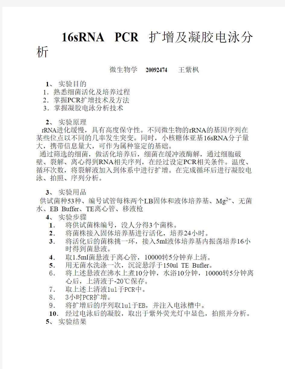 16sRNA PCR 扩增及凝胶电泳分析实验报告