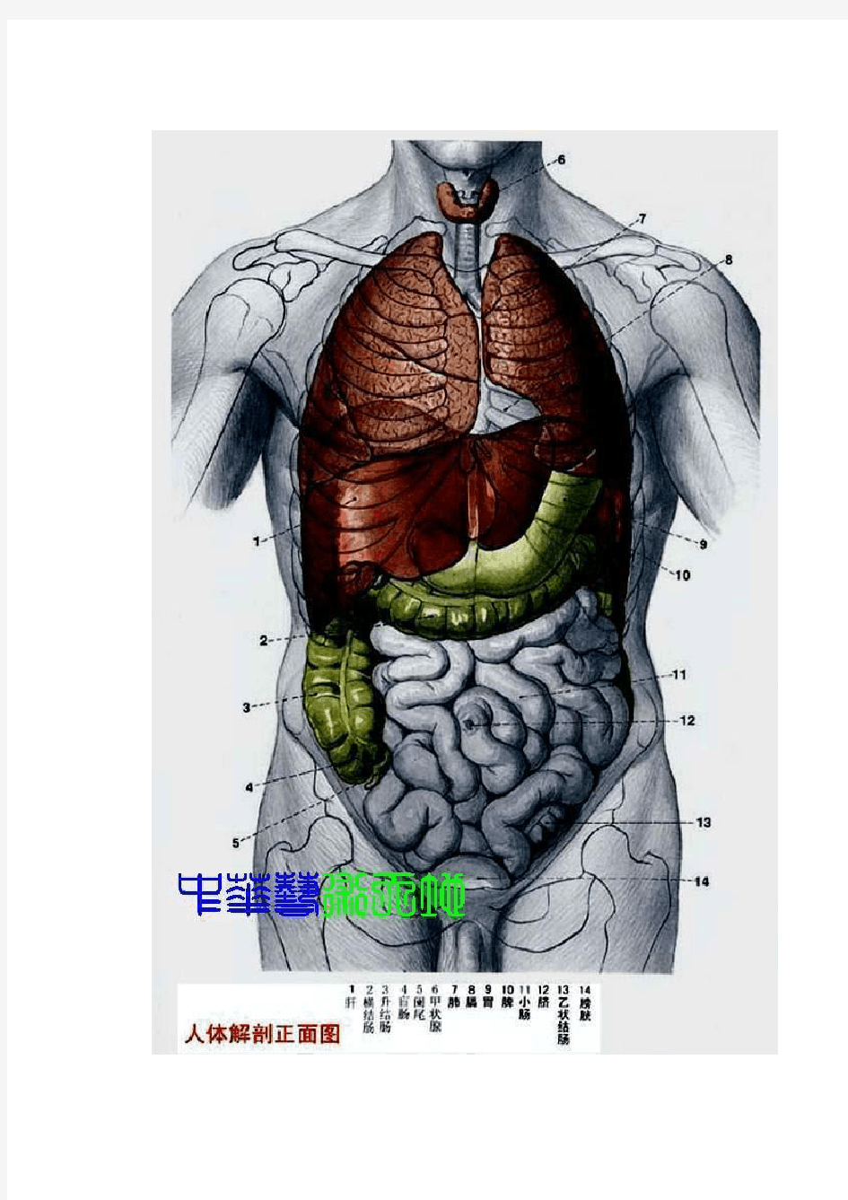 全面人体内脏结构图(医学图谱)_完整版