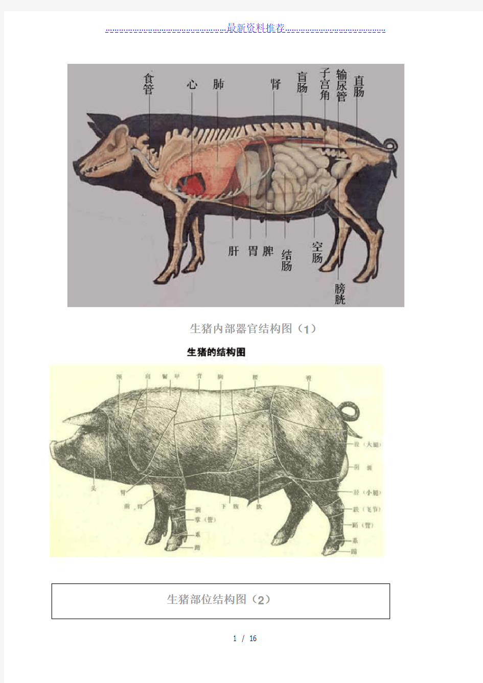 猪各部位详细结构图