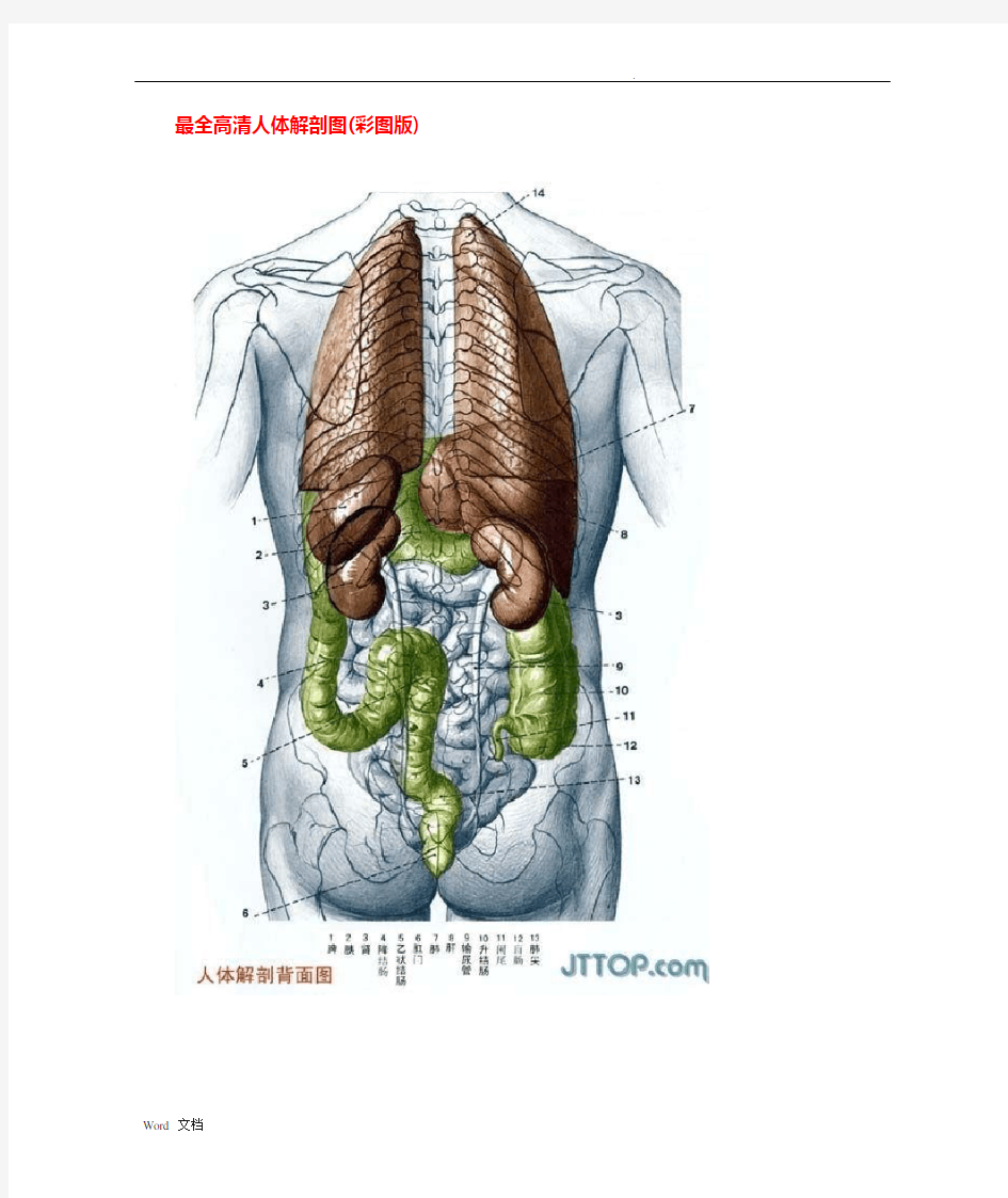 高清人体解剖图(彩图版)