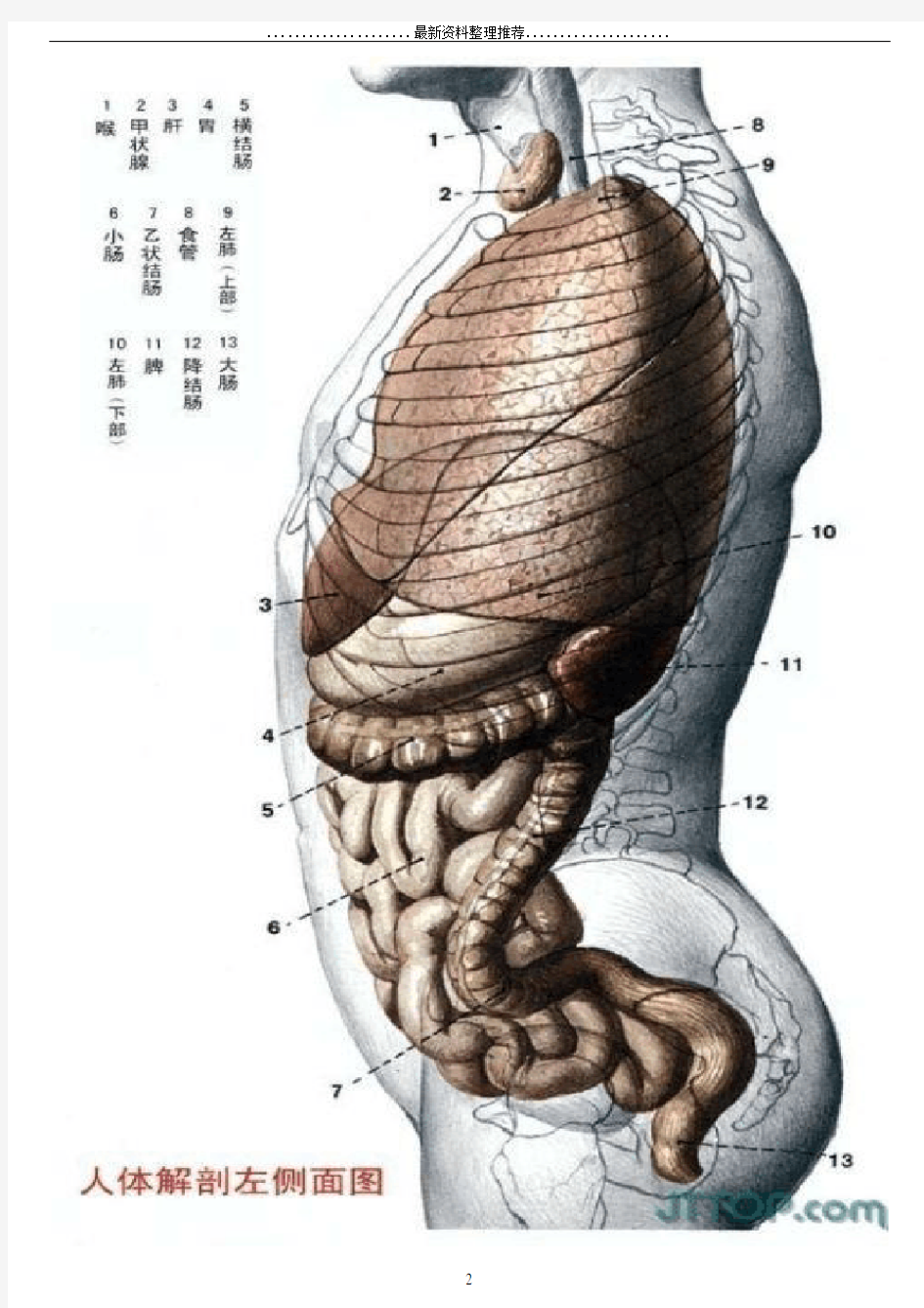 最全高清人体解剖图(彩图版)85959