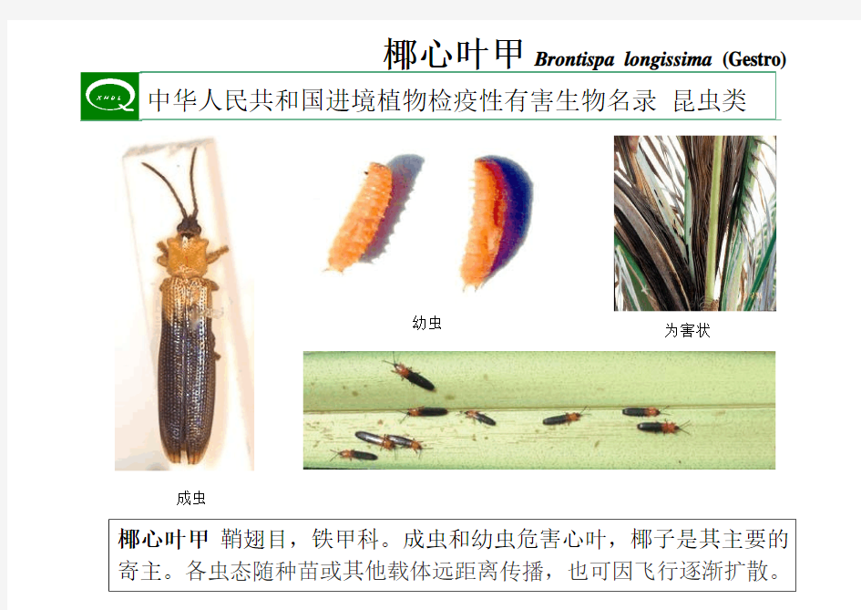 中华人民共和国进境植物检疫性有害生物名录(椰心叶甲)