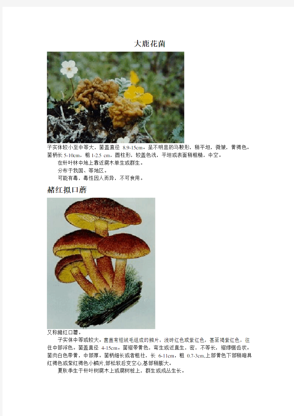 毒蘑菇图片与资料全