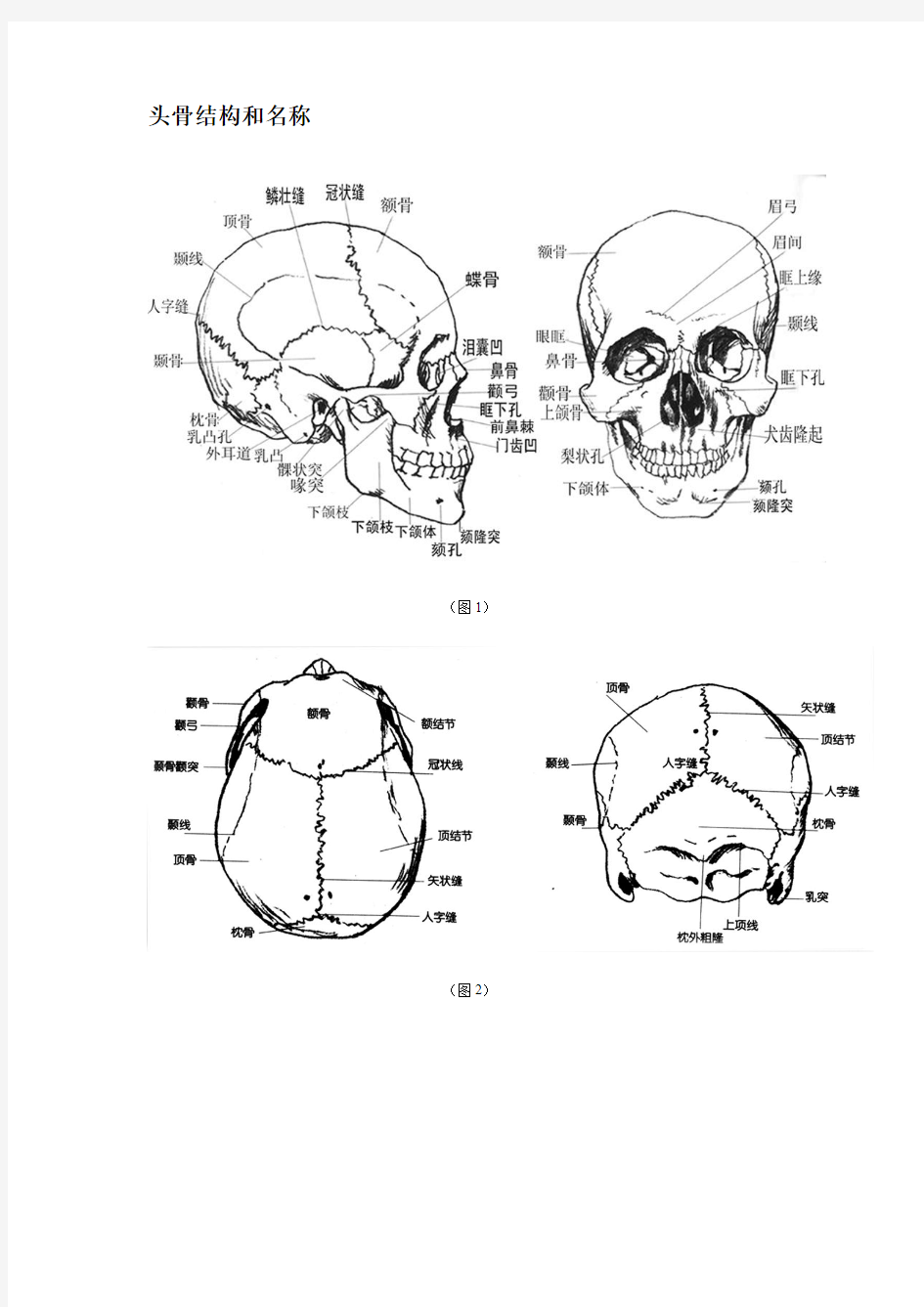 头骨结构和名称