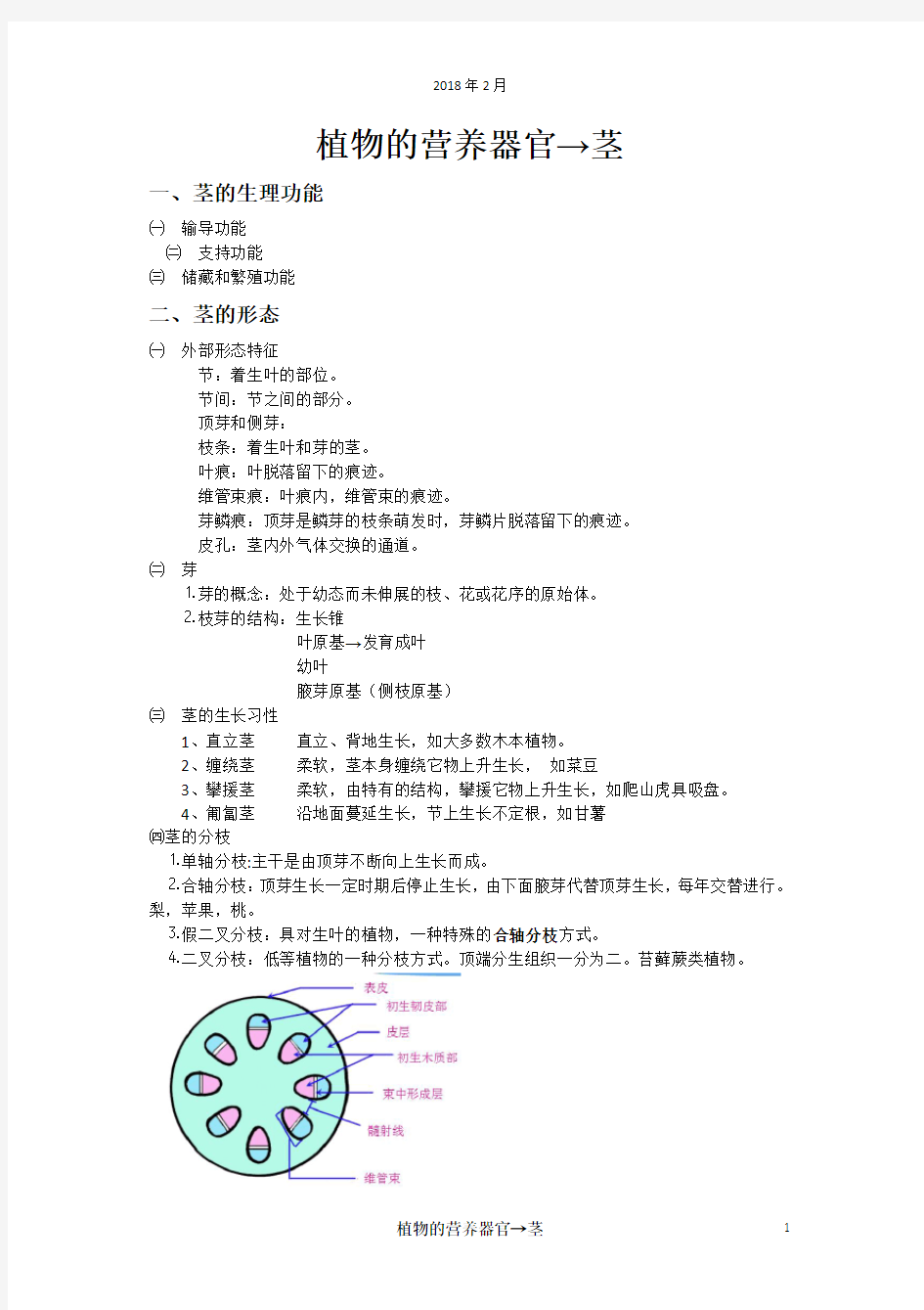 高中生物竞赛之植物的营养器官→茎