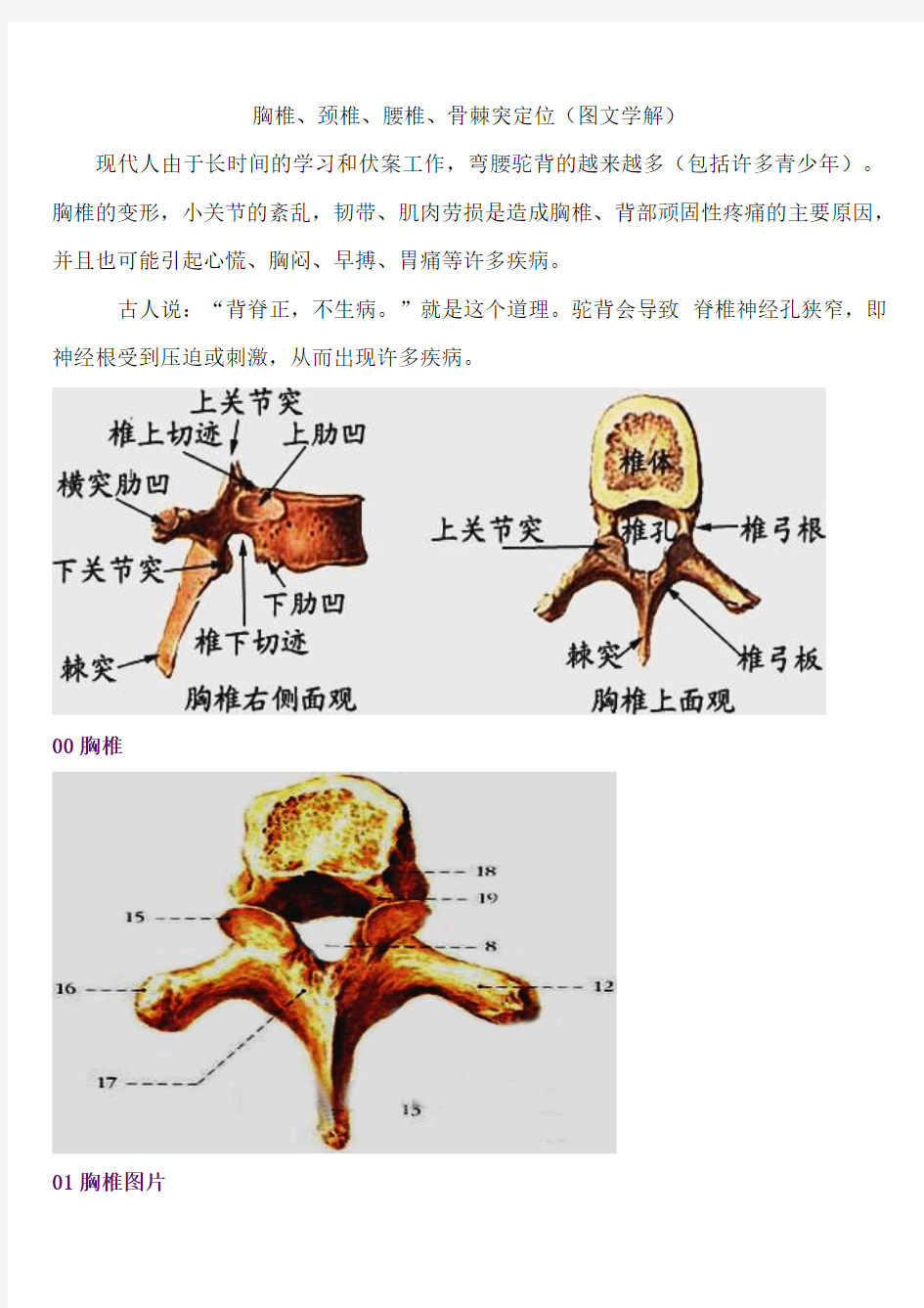 胸椎、颈椎、腰椎、骨棘突定位(图文学解)