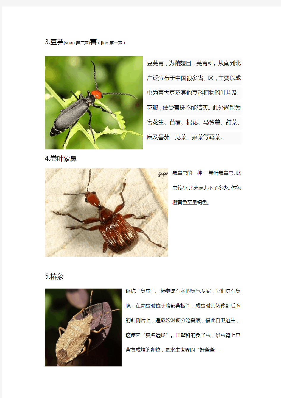 昆虫名字+图片