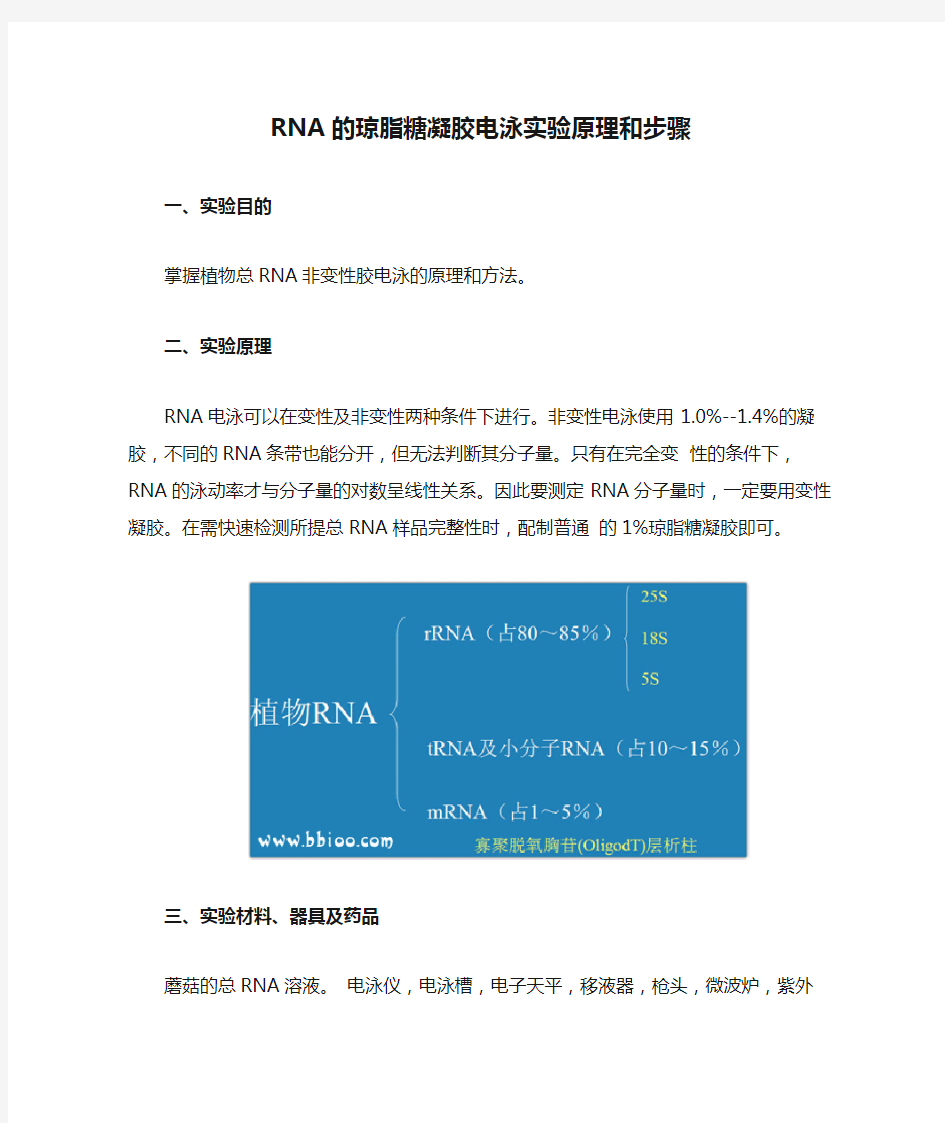 RNA的琼脂糖凝胶电泳实验原理和步骤