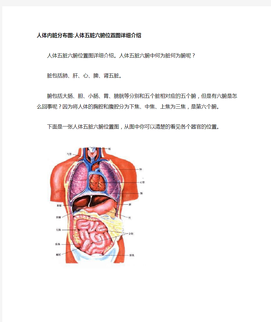 人体内脏分布图