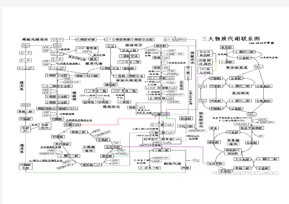 三大物质代谢联系图