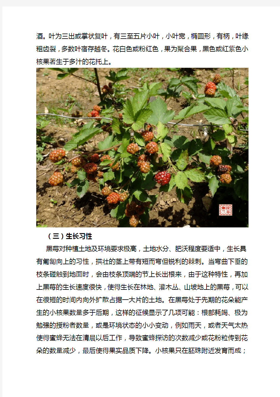 黑莓种植可行性分析