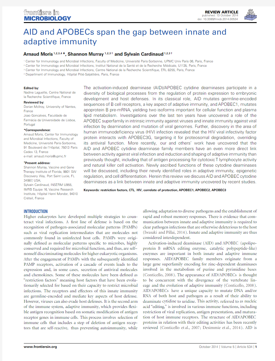 AID and APOBECs span the gap between innate and adaptive immunity