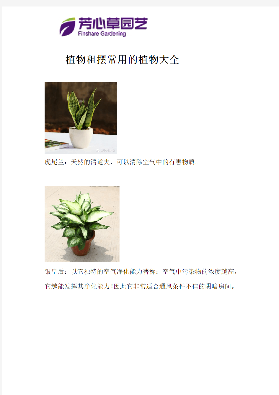 20种适合成都室内植物租赁的植物图片大全