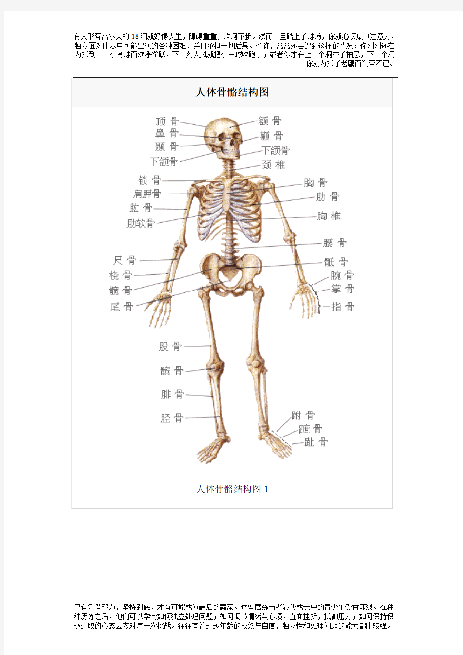 人体骨骼结构图