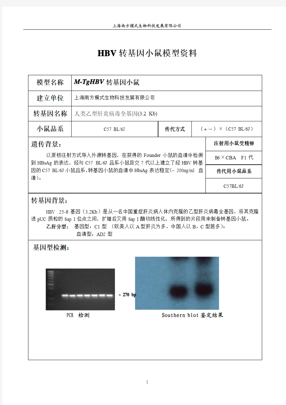 乙肝HBV转基因小鼠模型