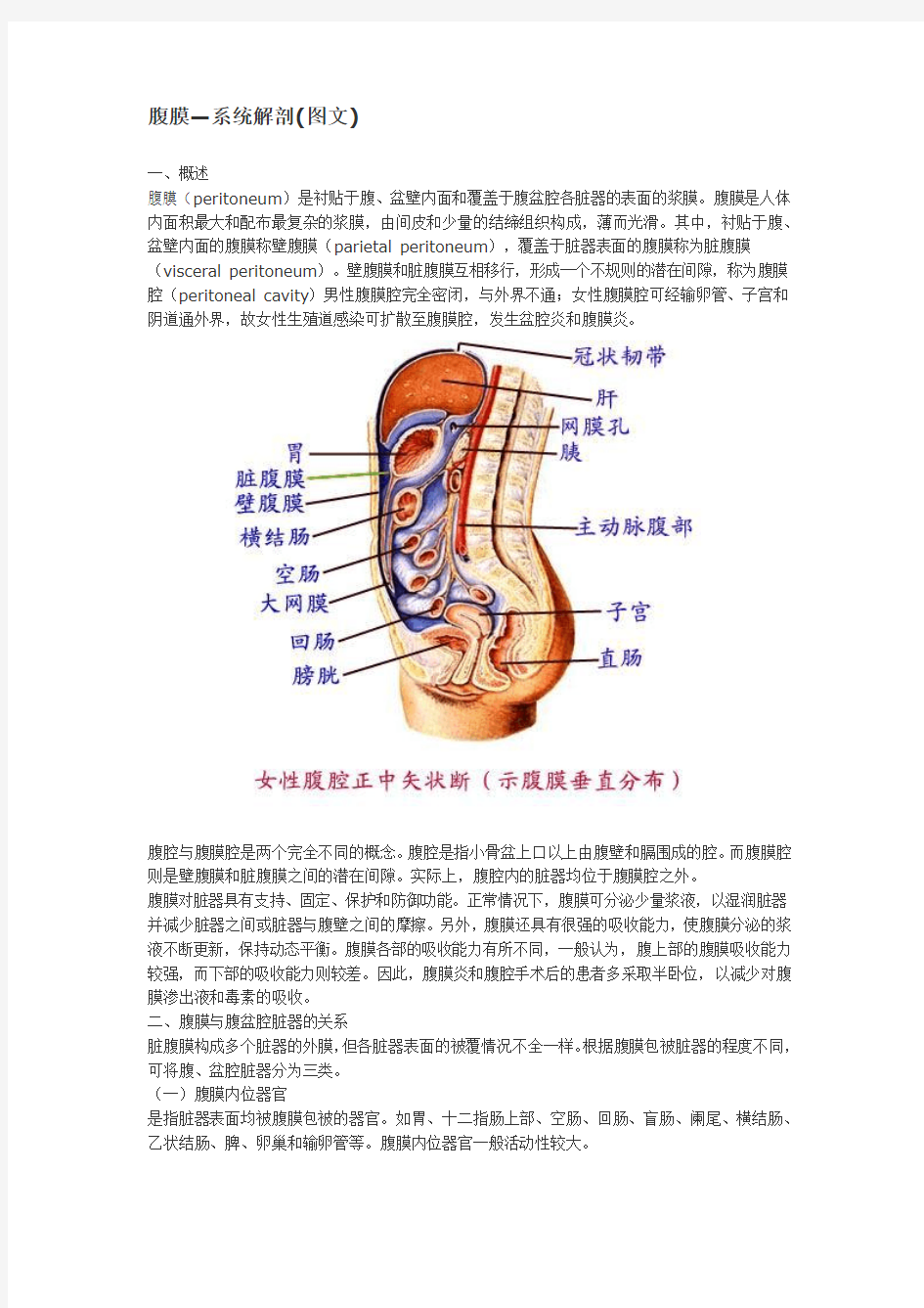 大体解剖-腹膜