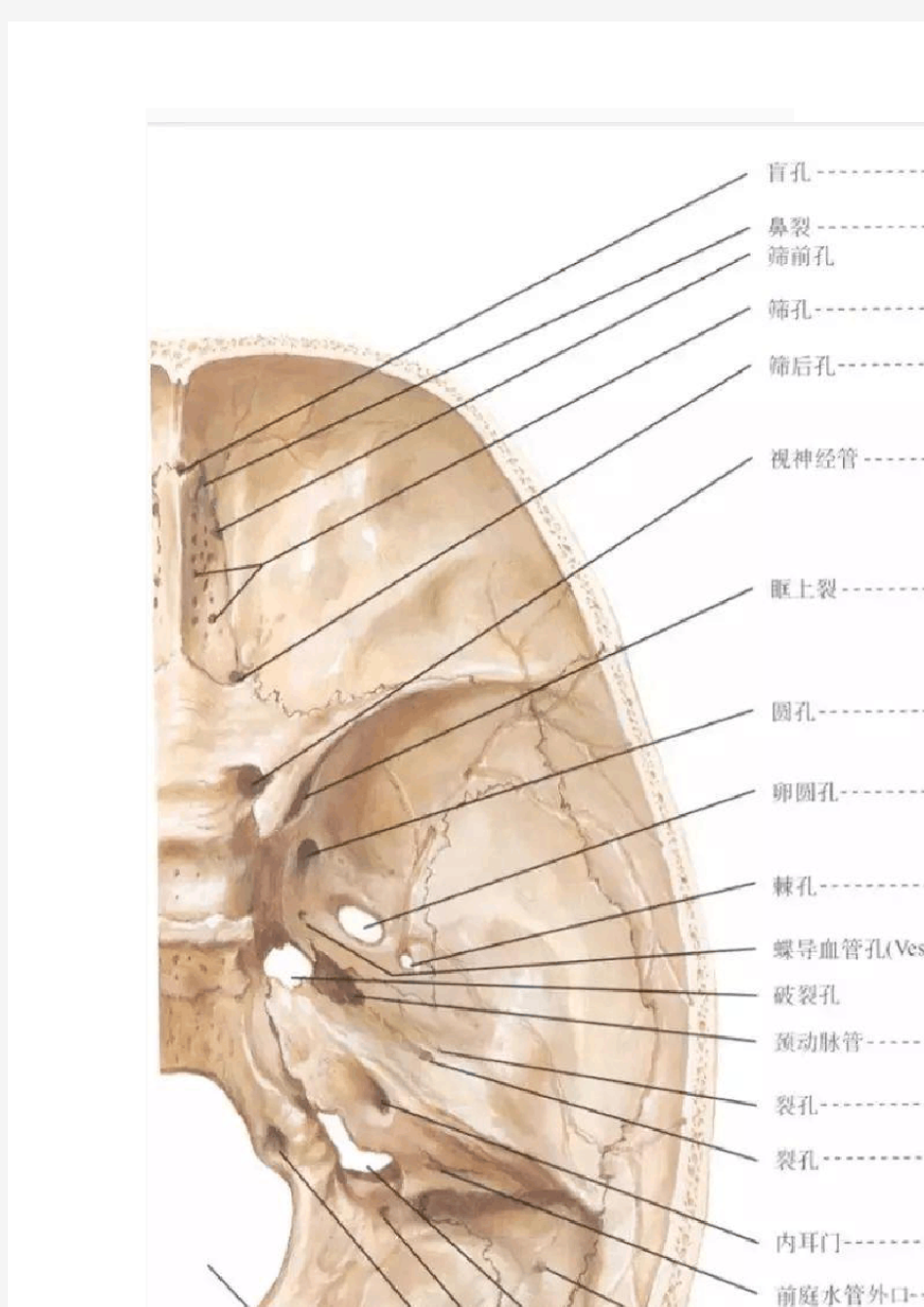 解剖丨颅底孔道及内容物