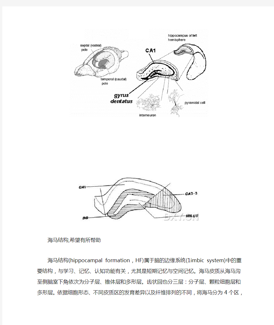 海马结构及图