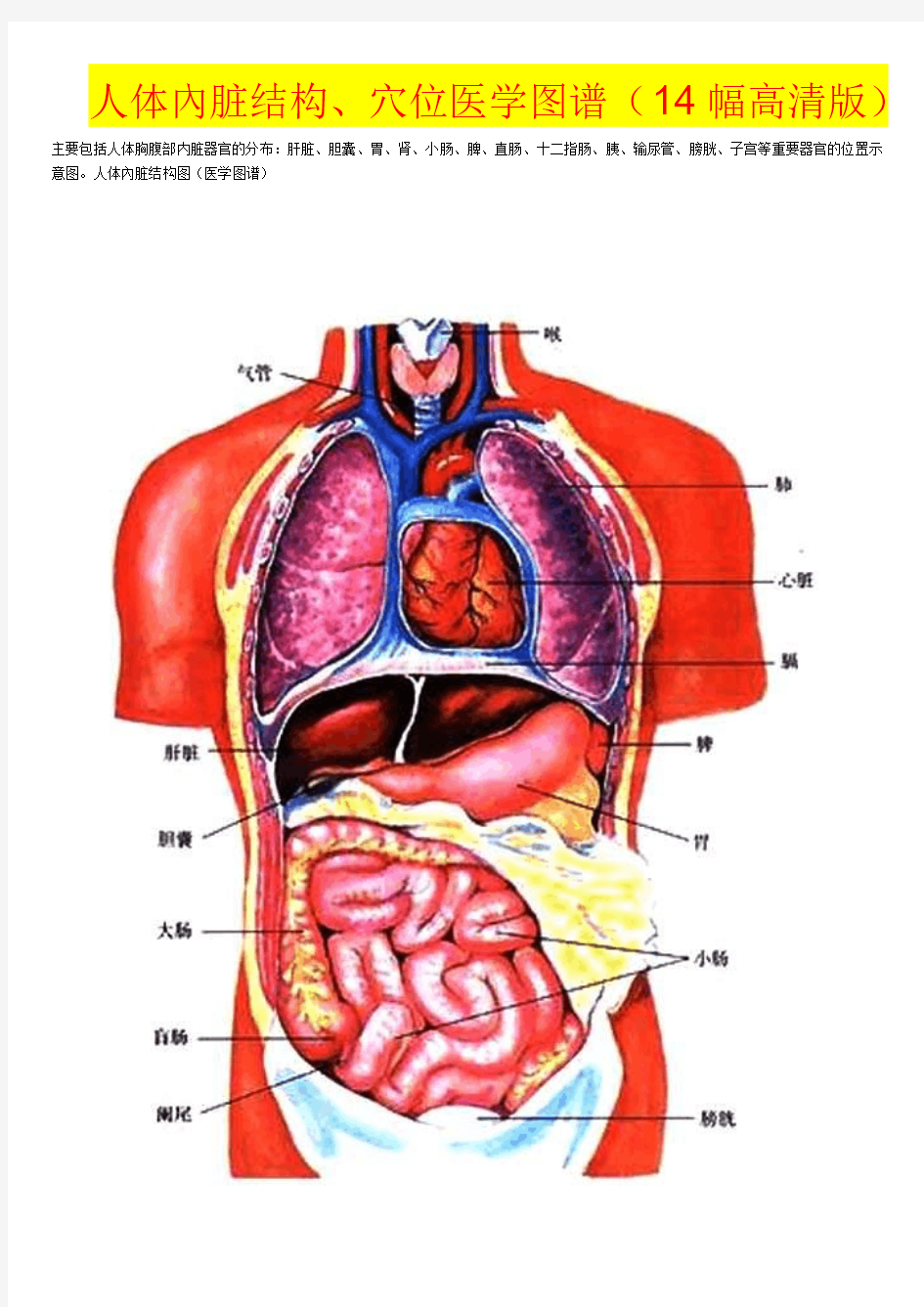 人体内脏结构、穴位医学图谱(14幅高清版).