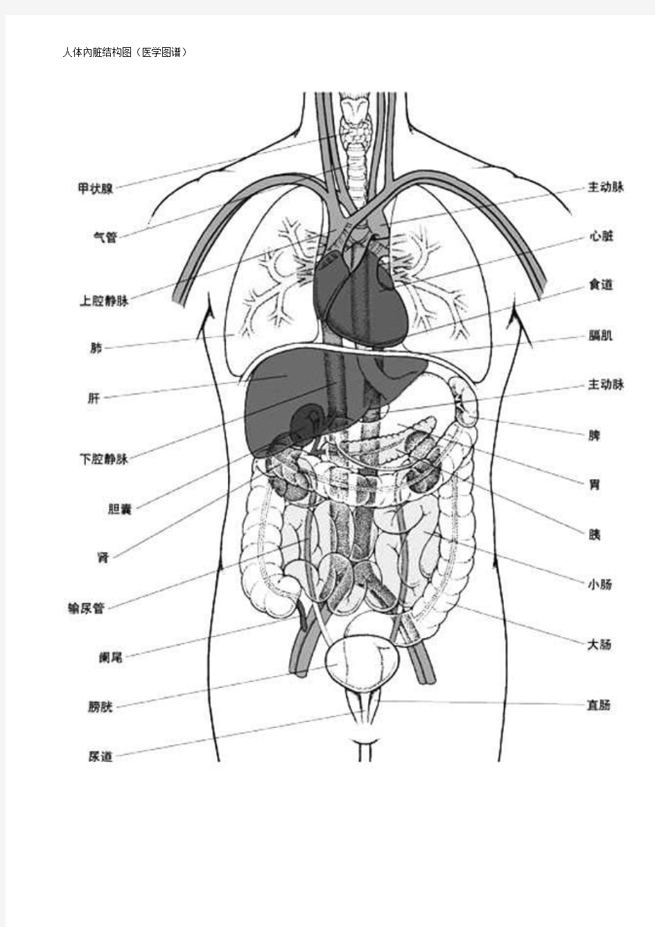 人体内脏结构、穴位医学图谱(14幅高清版).