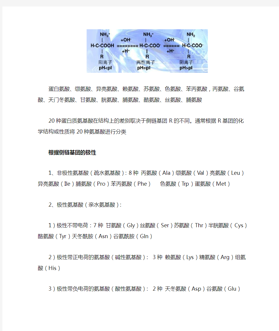 氨基酸分类及等电点的计算方法