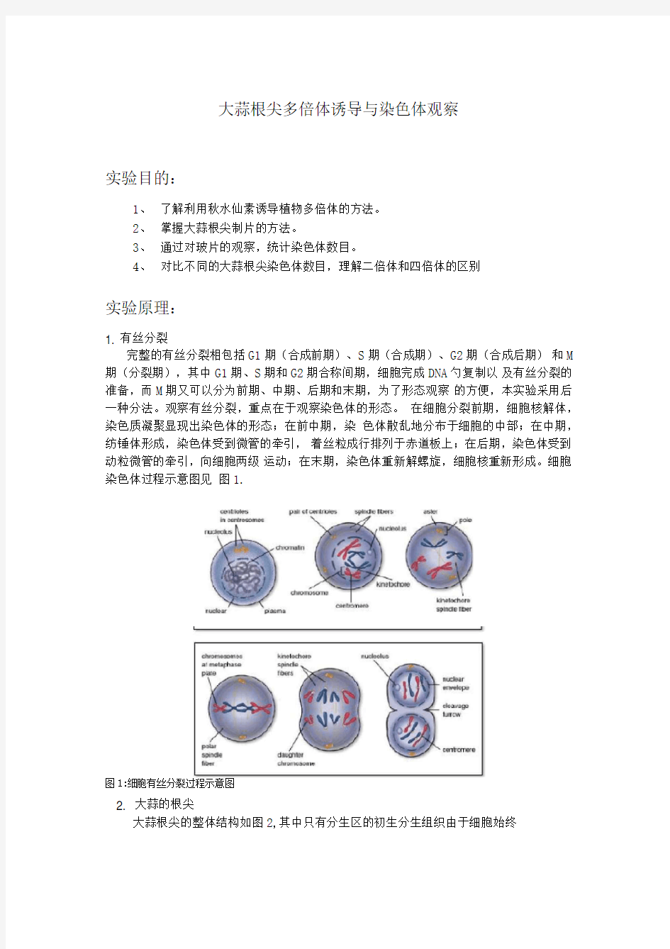 洋葱根尖染色体观察