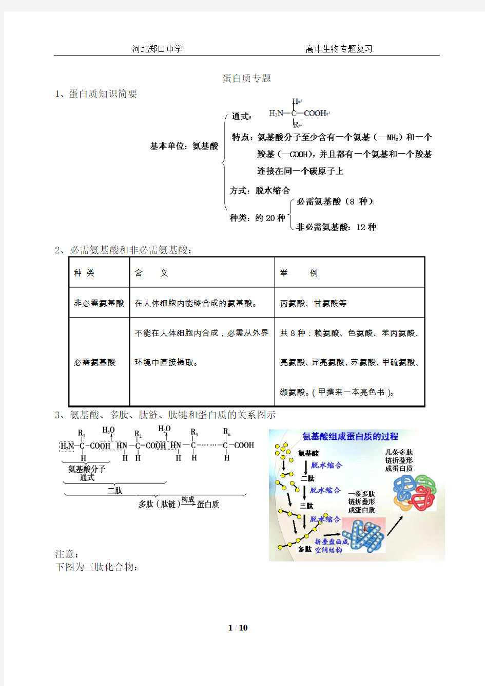 蛋白质复习专题