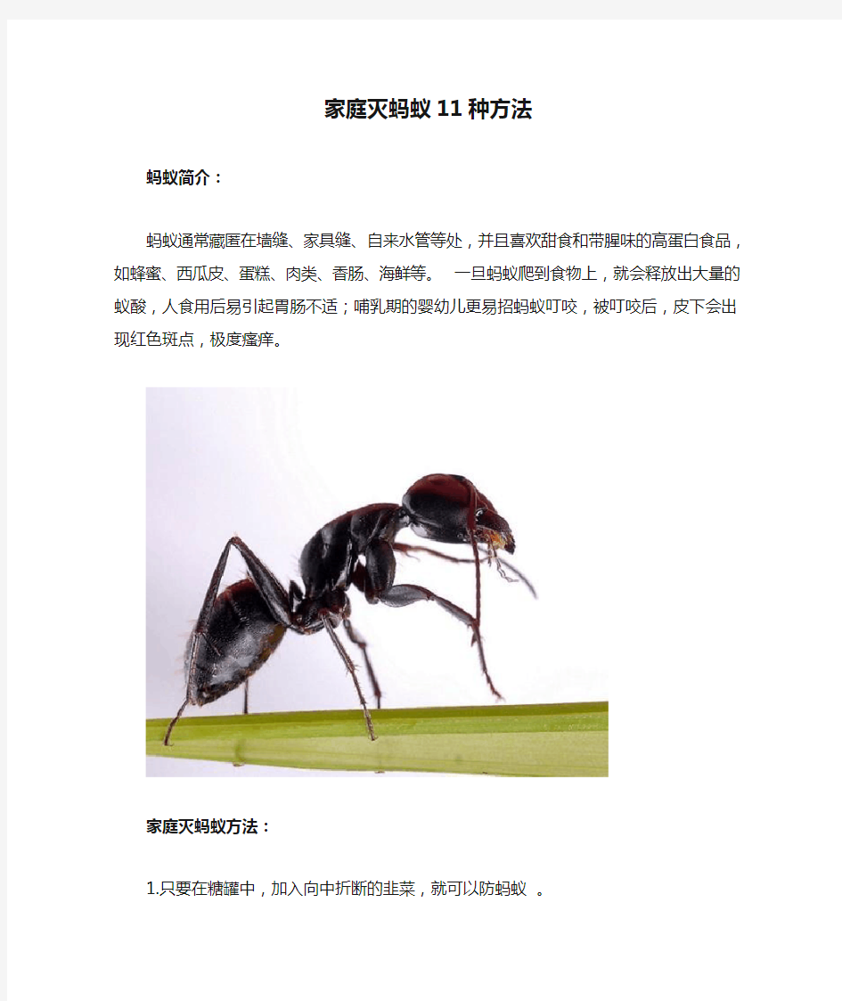 家庭灭蚂蚁11种方法