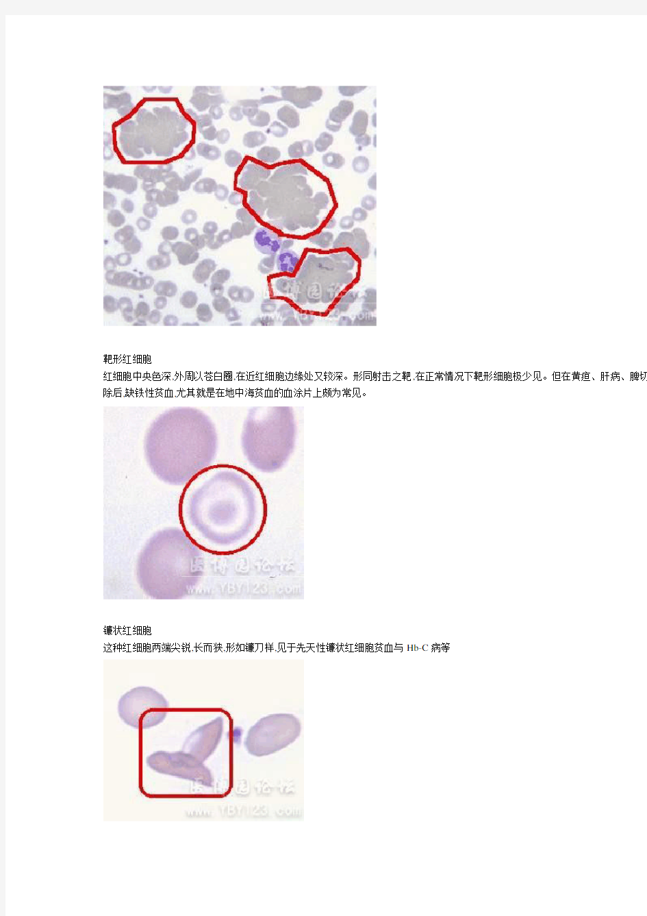 各种血细胞模式图24389