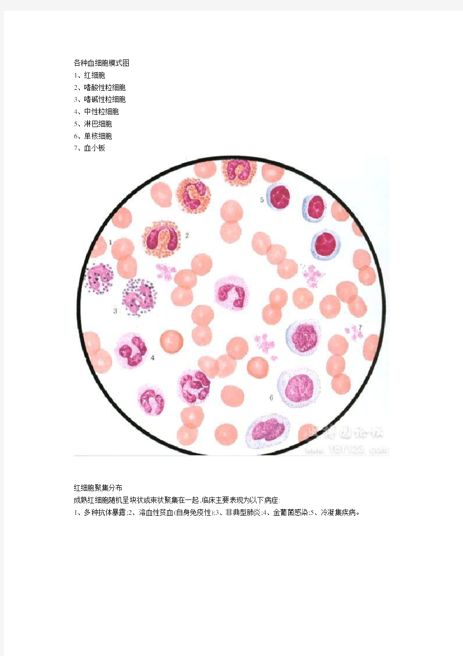 各种血细胞模式图24389