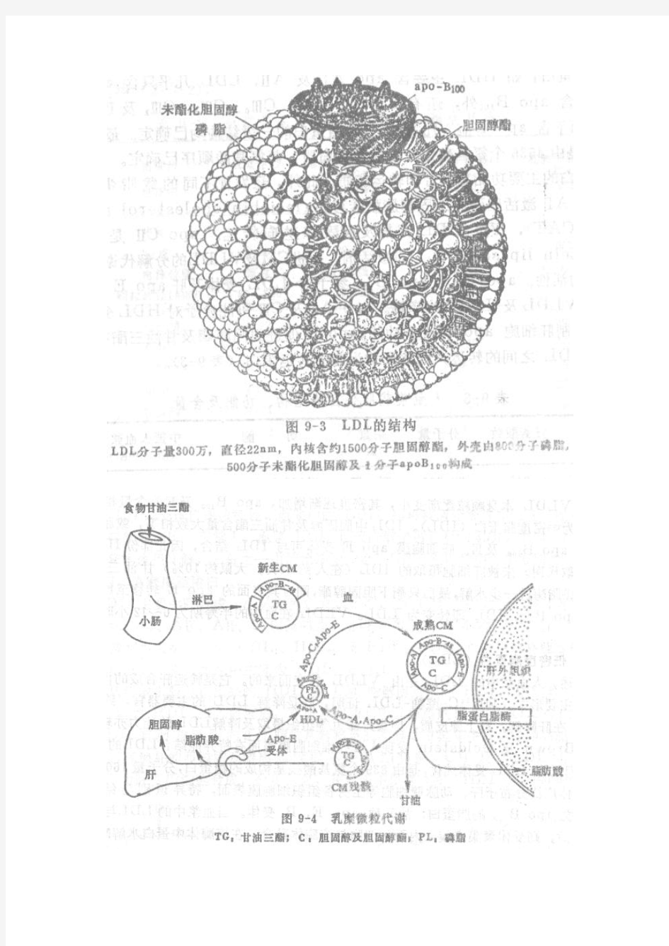 脂蛋白代谢图集