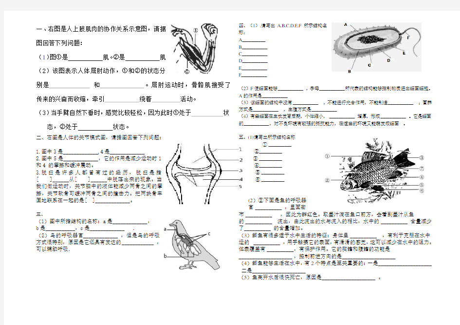 人教版生物八年级上册识图题专题复习