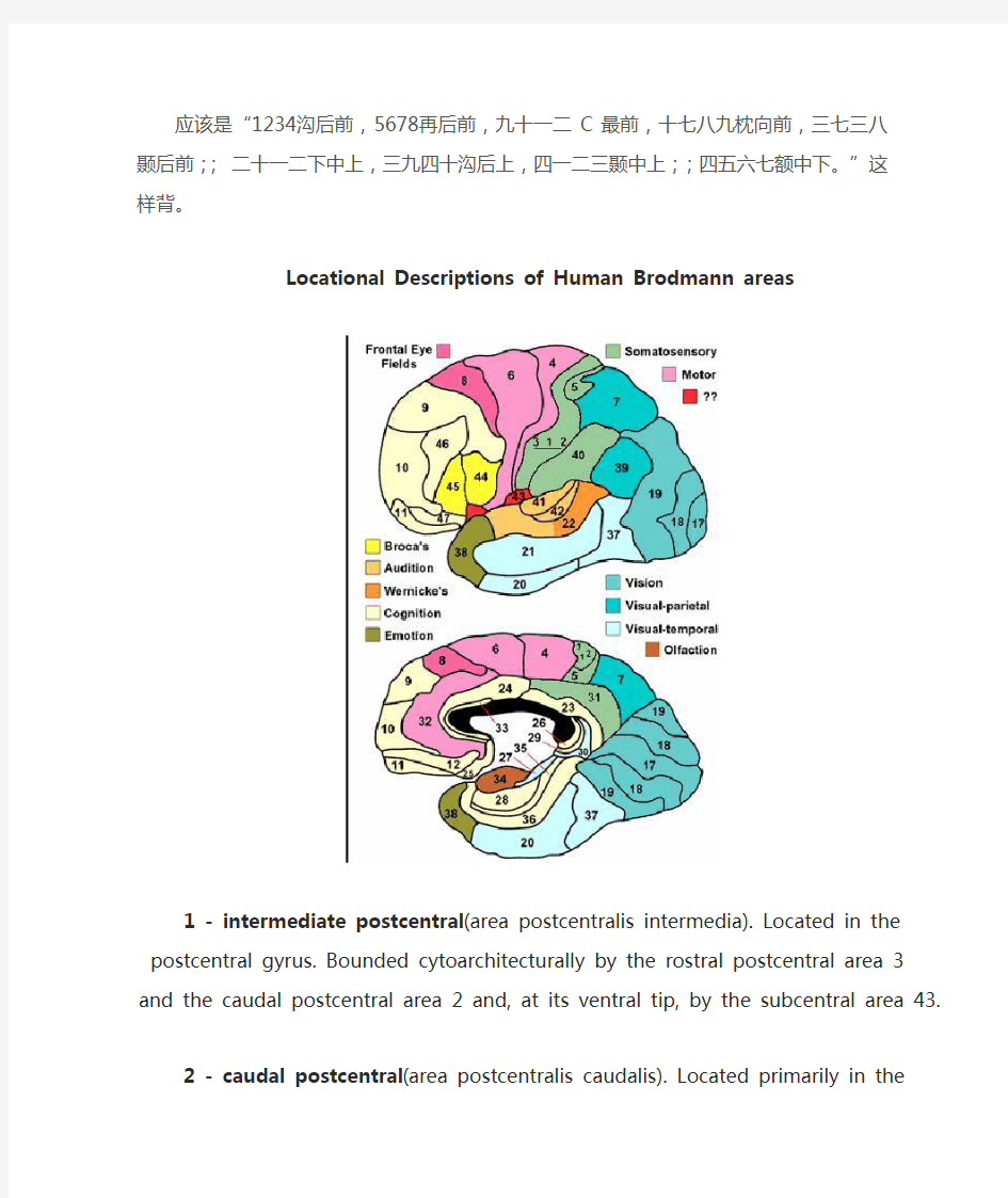 大脑解剖及功能区