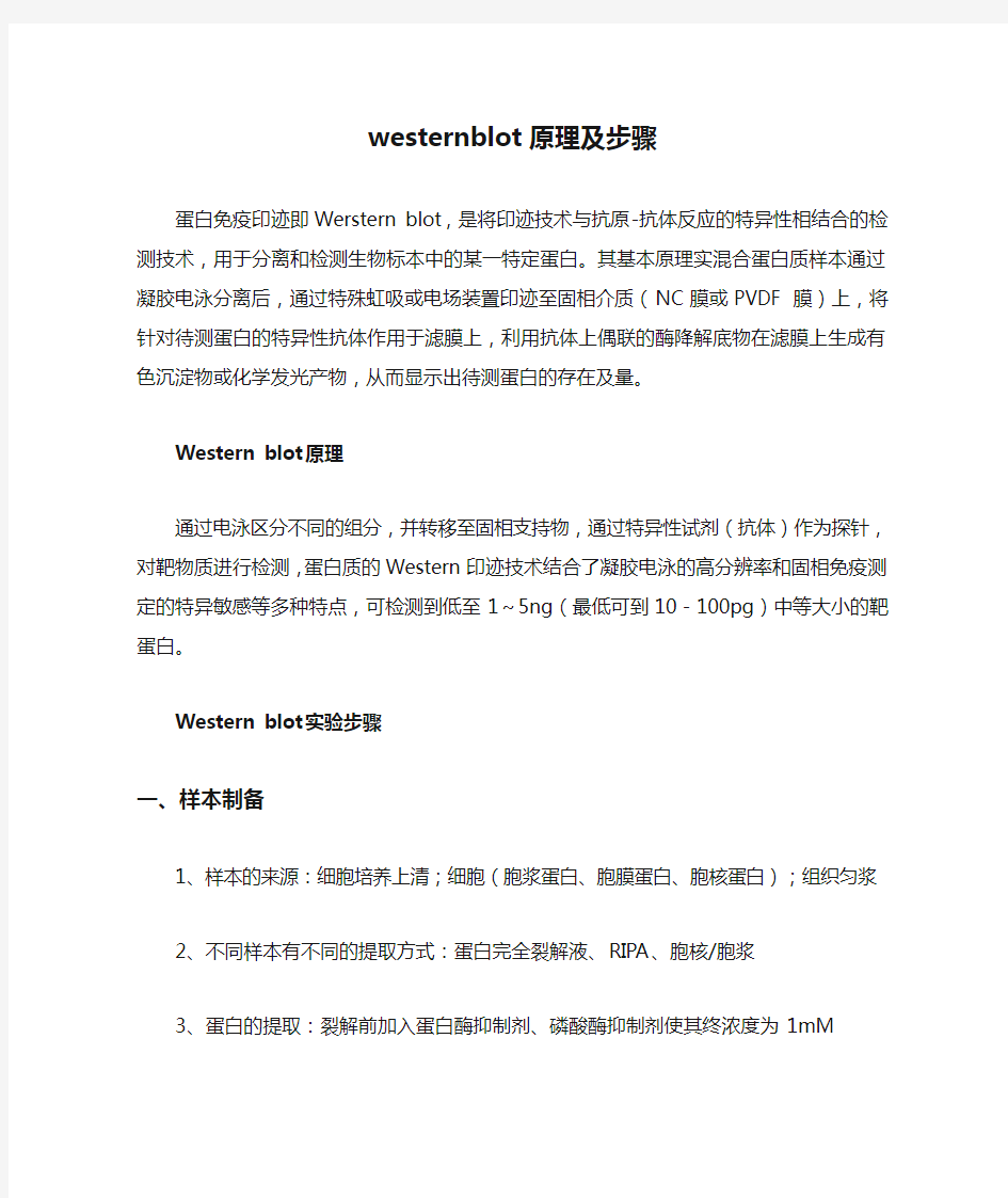 westernblot原理及步骤