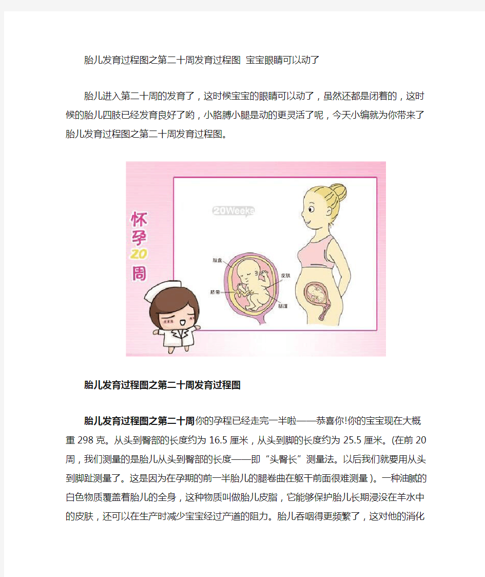 胎儿发育过程图之第二十周发育过程图