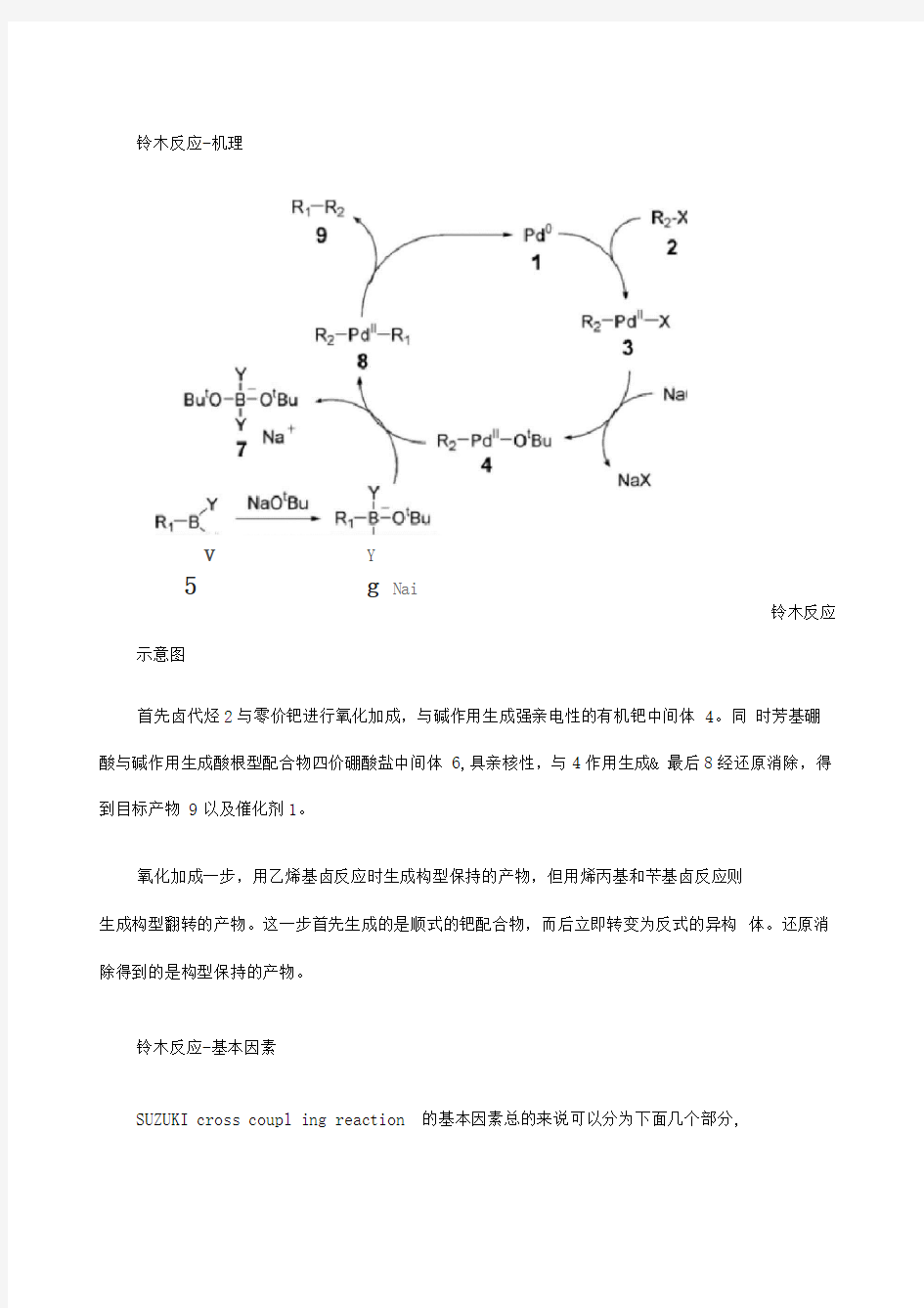 Suzuki反应铃木反应