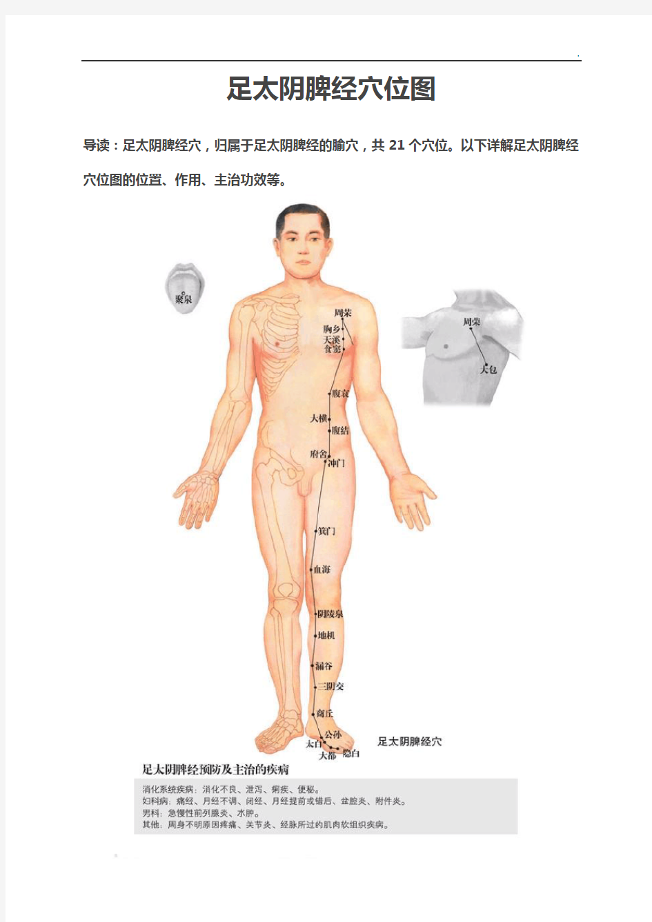 足太阴脾经穴位图