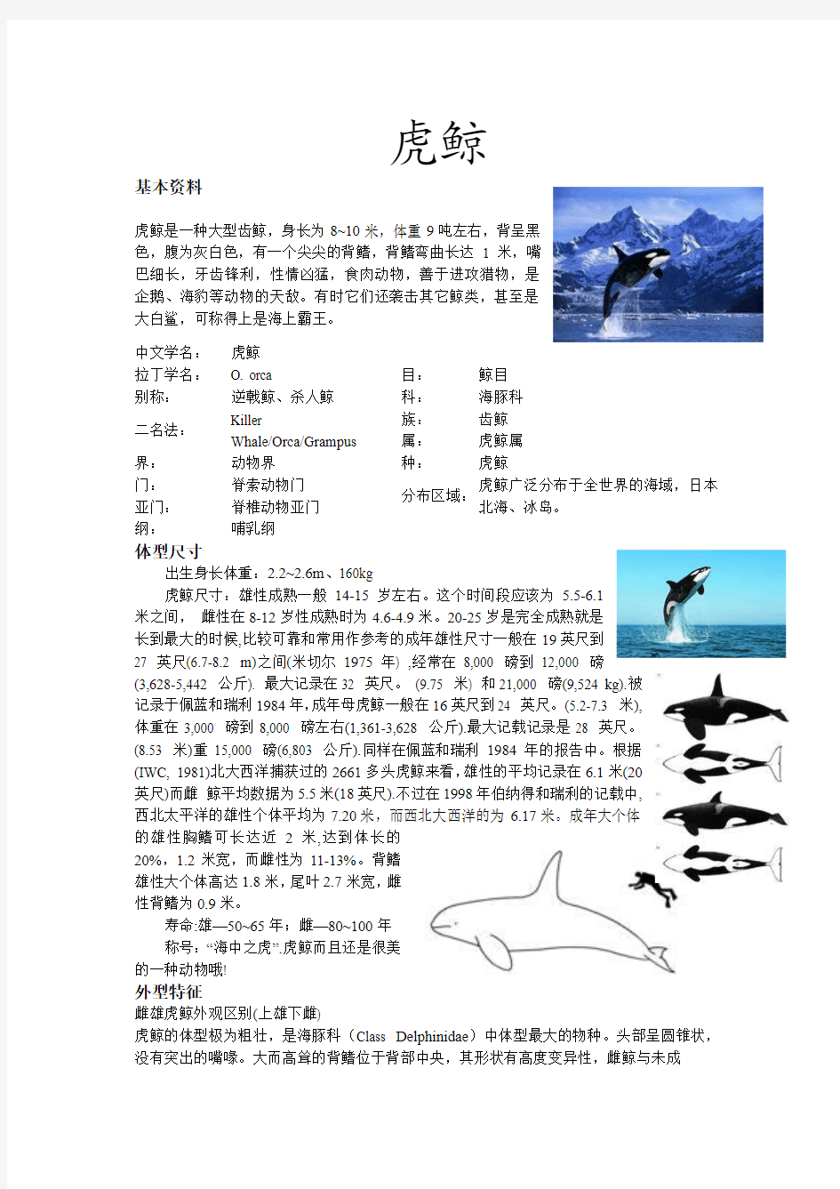 虎鲸,海洋生物论文