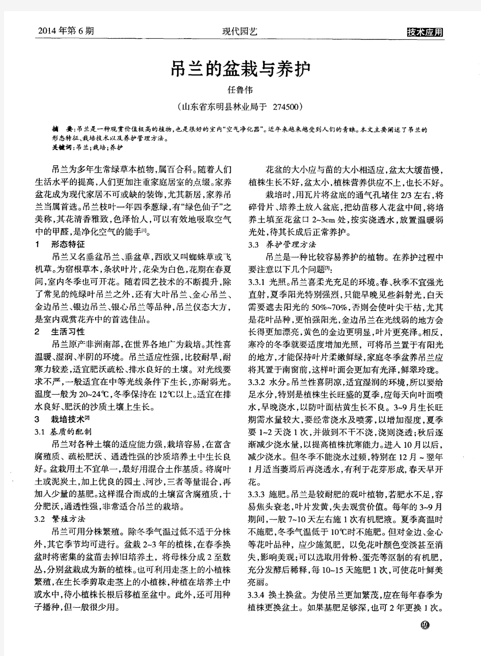 吊兰的盆栽与养护