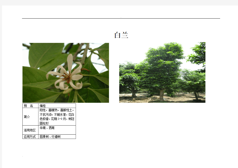 南方最常见常用的景观植物汇总