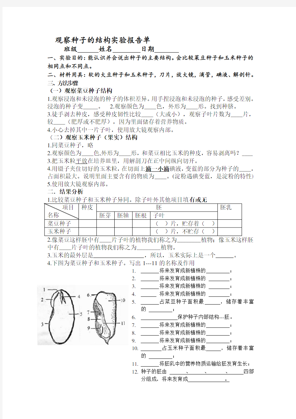 观察种子的结构实验报告 2