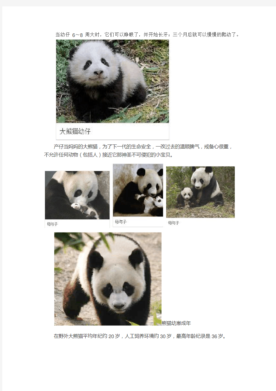 熊猫的生命周期