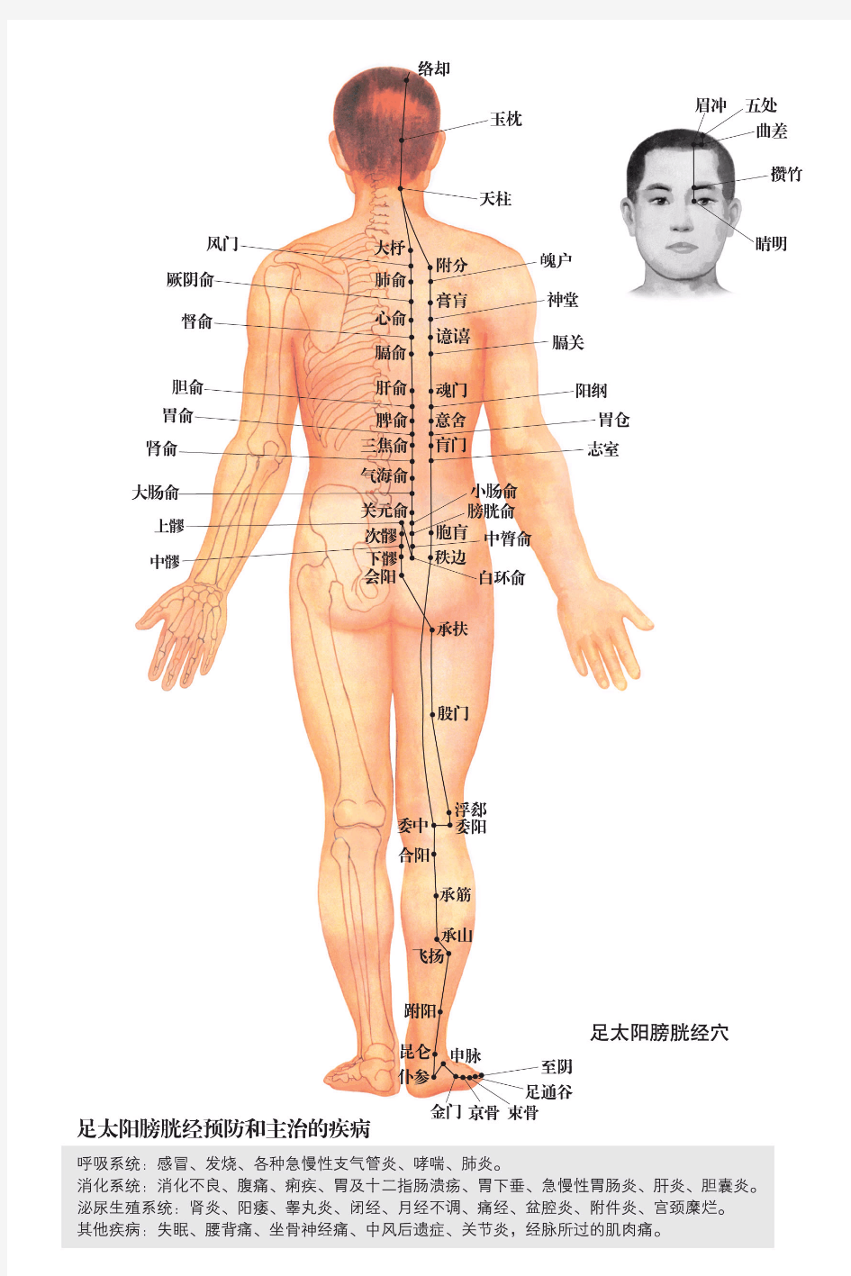 人体穴位图-高清打印版