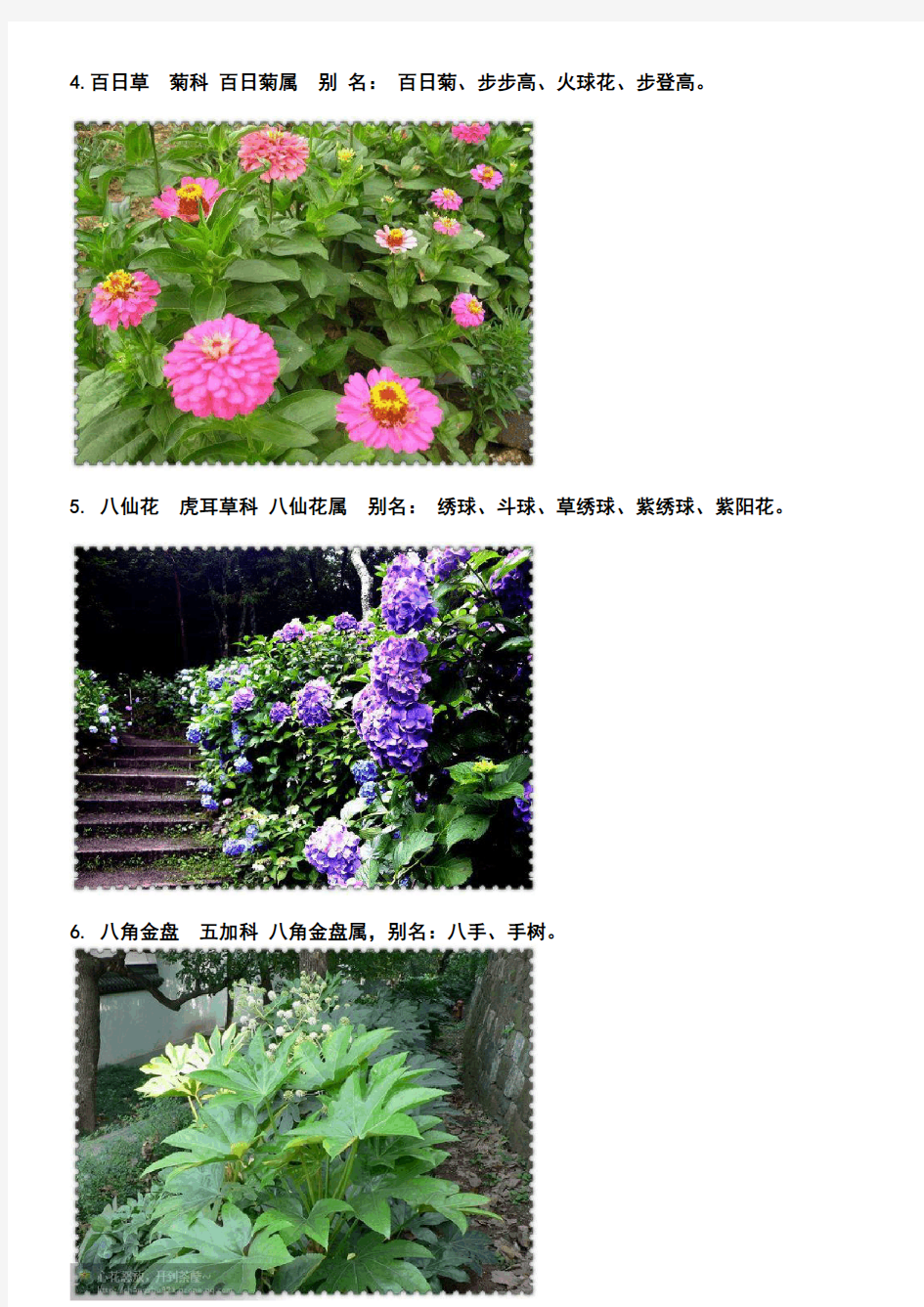 广州市常见园林植物图片介绍