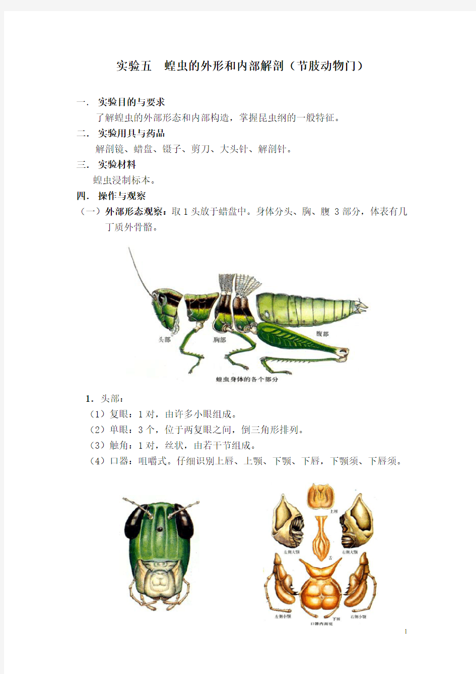 蝗虫的外形和内部解剖
