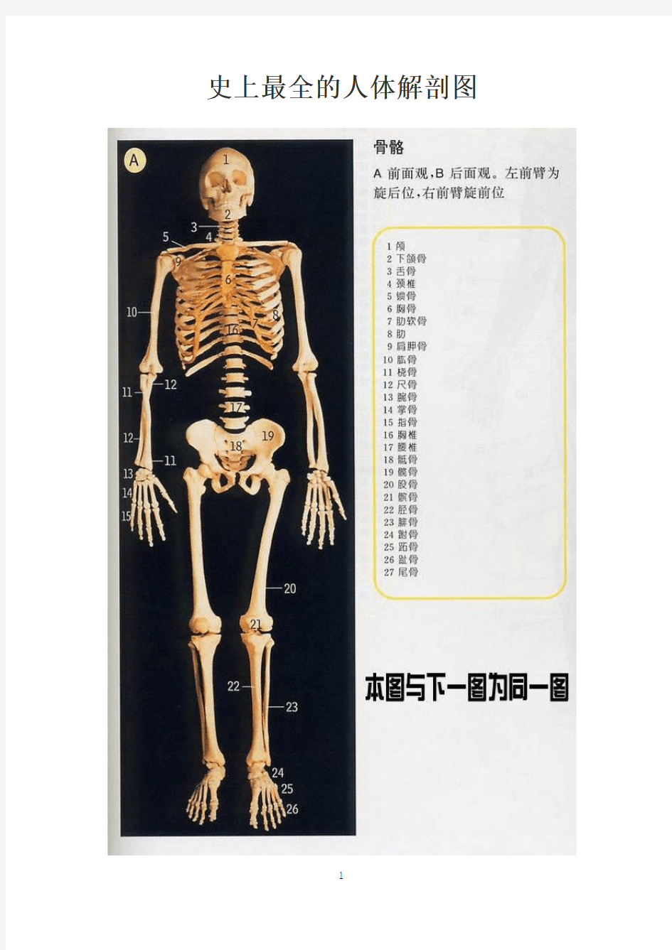 史上最全的人体解剖图