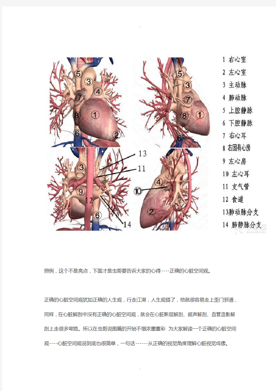 心脏解剖